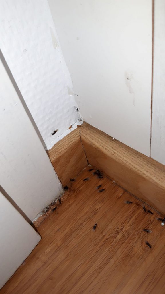 ISOTOX: Schutz vor Schädlingen – Ameisenbekämpfung