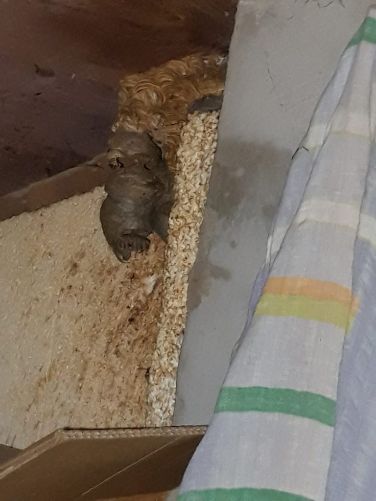 ISOTOX: Schutz vor Schädlingen – Wespenbekämpfung