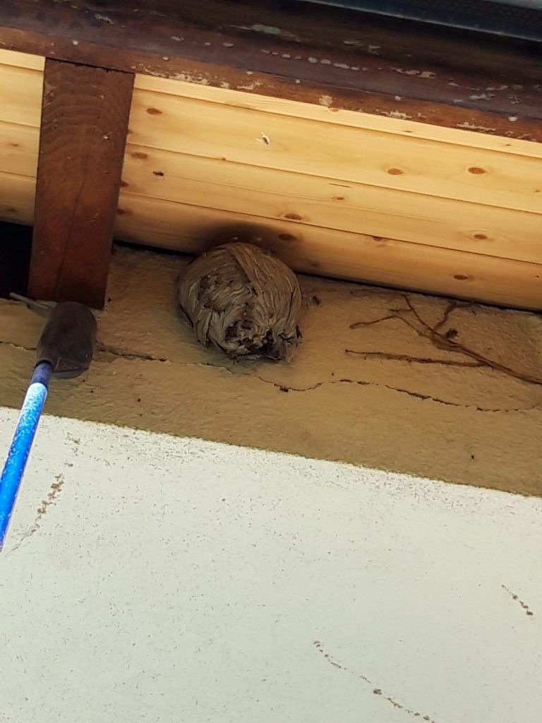 ISOTOX: Schutz vor Schädlingen – Wespenbekämpfung