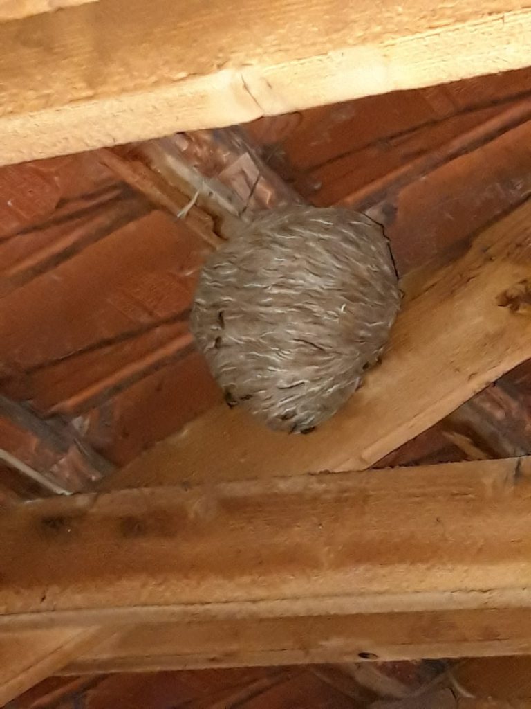 ISOTOX: Schutz vor Schädlingen – Wespenbekämpfung